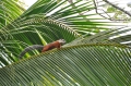 costa rica wildlife, pacific-127